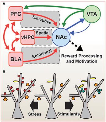 Reward Network Immediate Early Gene Expression in Mood Disorders